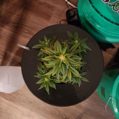 Lost Elephant growlog timeline photo