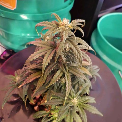 Lost Elephant growlog timeline photo