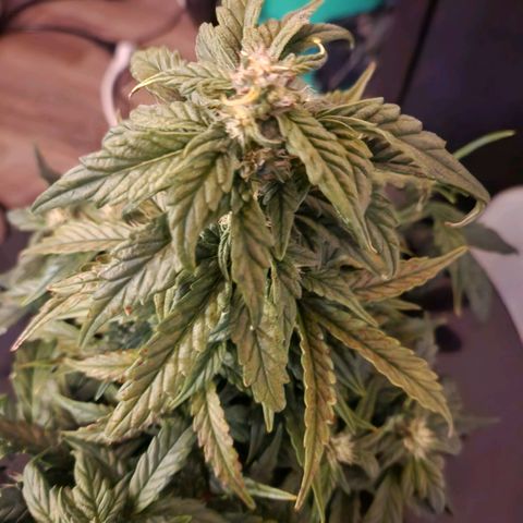 Lost Elephant growlog timeline photo