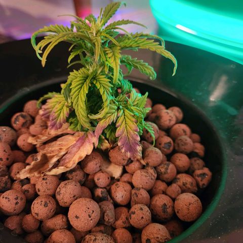 Lost Elephant growlog timeline photo