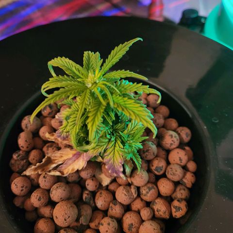 Lost Elephant growlog timeline photo