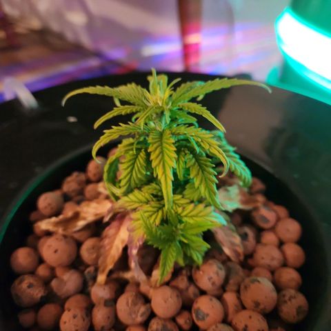 Lost Elephant growlog timeline photo