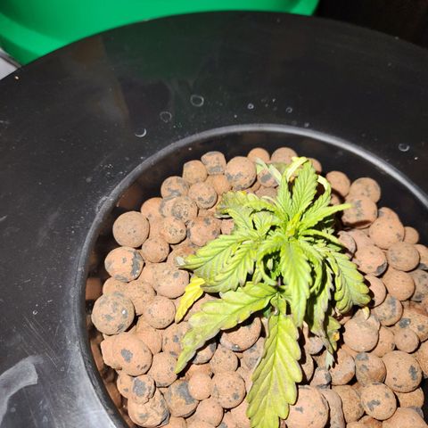 Lost Elephant growlog timeline photo