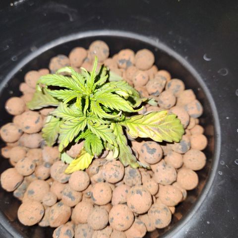 Lost Elephant growlog timeline photo