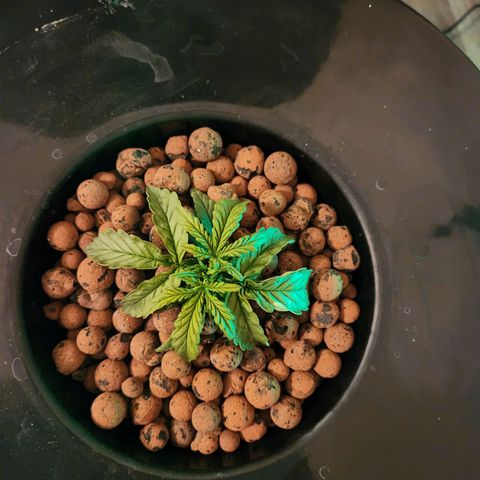 Lost Elephant growlog timeline photo