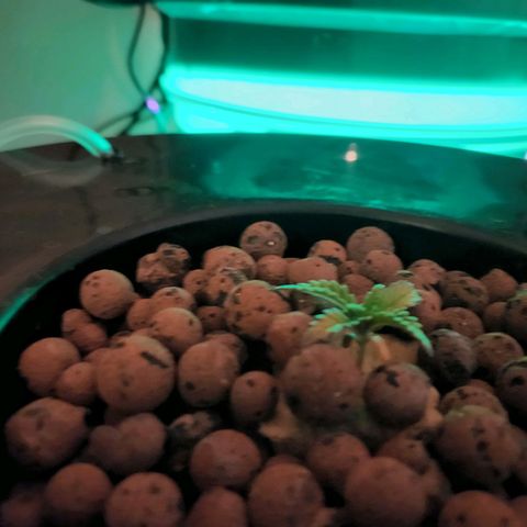 Lost Elephant growlog timeline photo