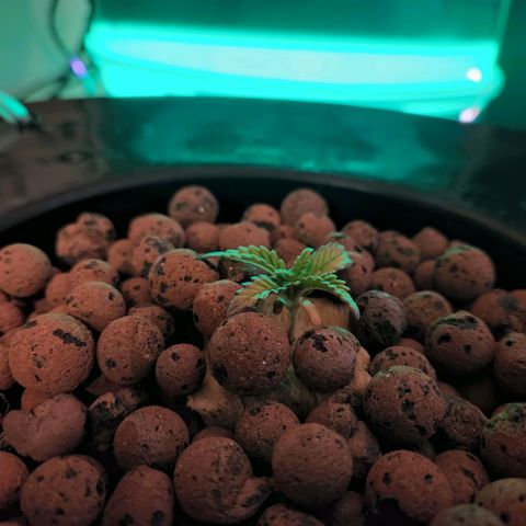 Lost Elephant growlog timeline photo