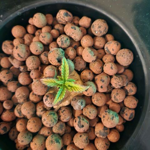 Lost Elephant growlog timeline photo