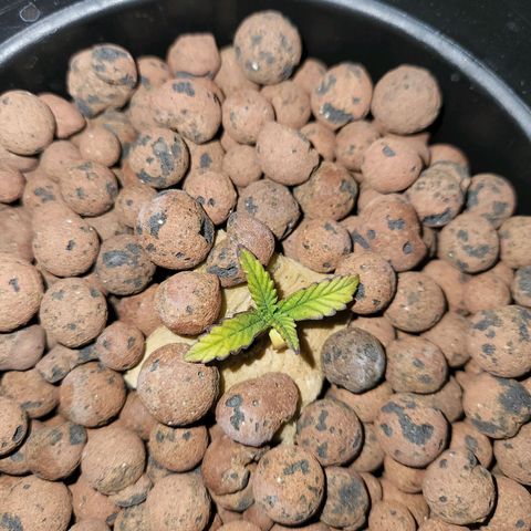 Lost Elephant growlog timeline photo