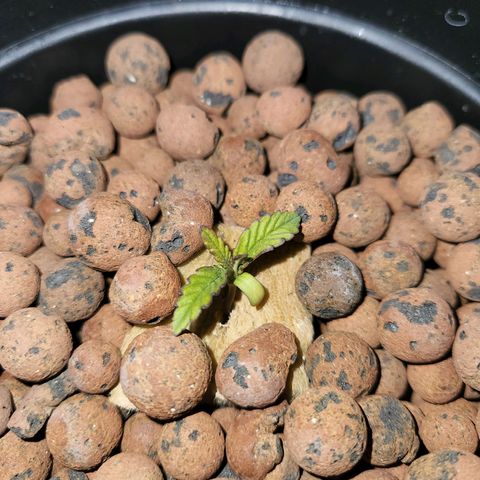 Lost Elephant growlog timeline photo