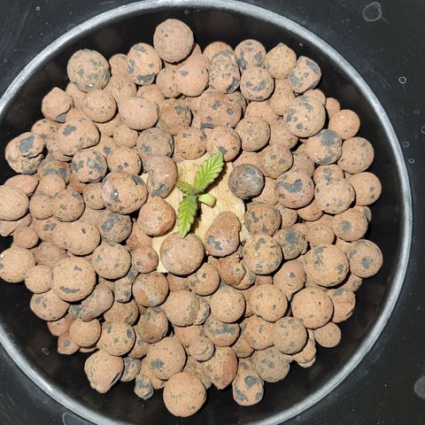 Lost Elephant growlog timeline photo