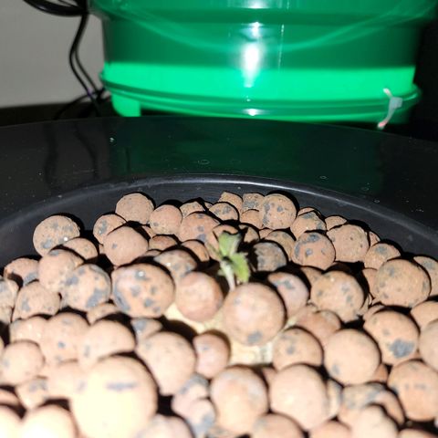 Lost Elephant growlog timeline photo