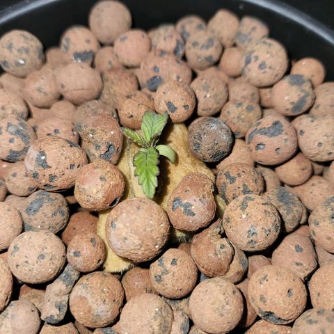 Lost Elephant growlog timeline photo