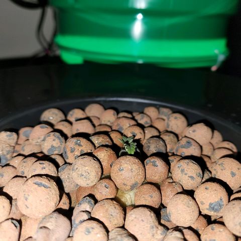 Lost Elephant growlog timeline photo