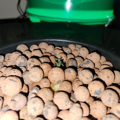 Lost Elephant growlog timeline photo