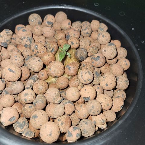 Lost Elephant growlog timeline photo