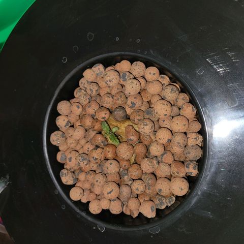 Lost Elephant growlog timeline photo