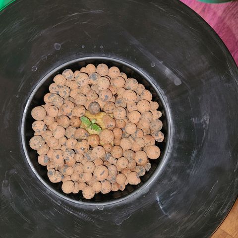 Lost Elephant growlog timeline photo