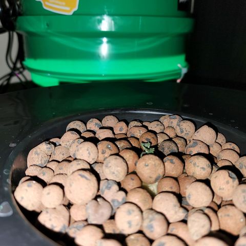 Lost Elephant growlog timeline photo
