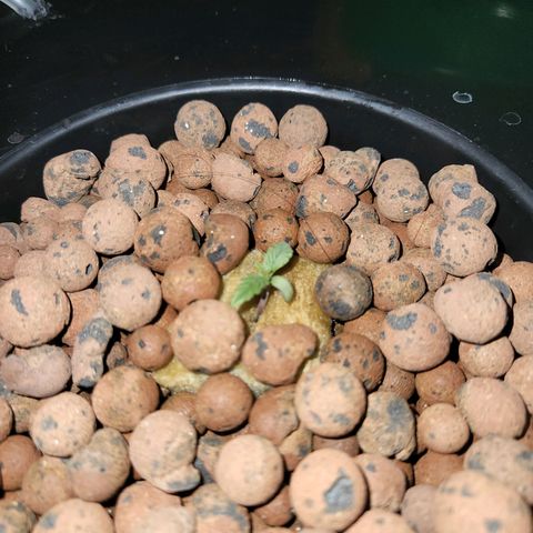 Lost Elephant growlog timeline photo