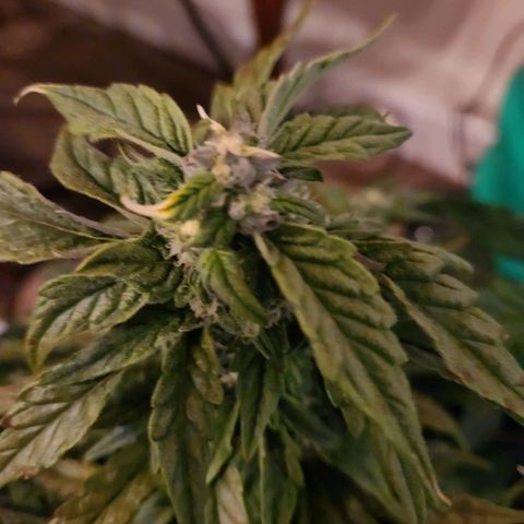 Lost Elephant growlog timeline photo