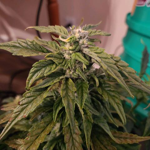 Lost Elephant growlog timeline photo