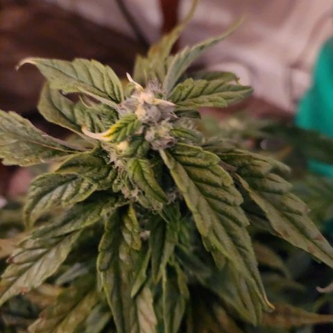 Lost Elephant growlog timeline photo