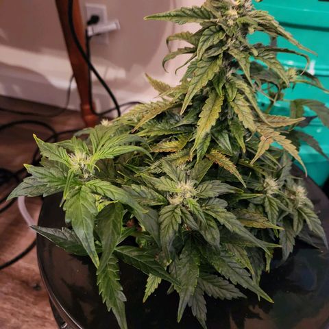 Lost Elephant growlog timeline photo