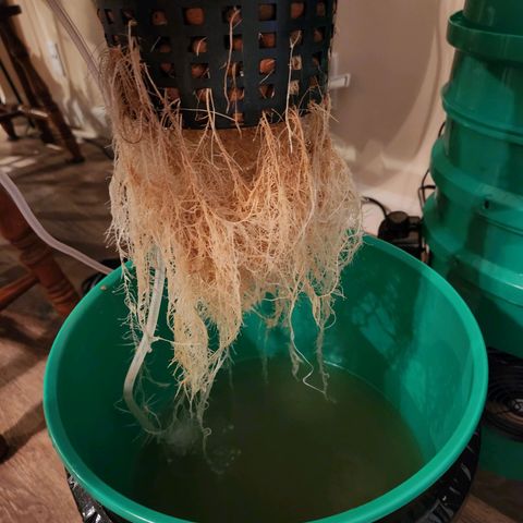 Lost Elephant growlog timeline photo