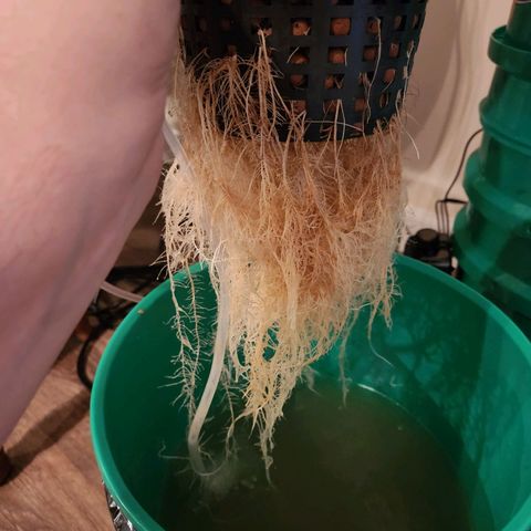 Lost Elephant growlog timeline photo