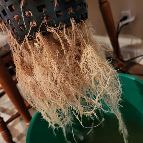 Lost Elephant growlog timeline photo
