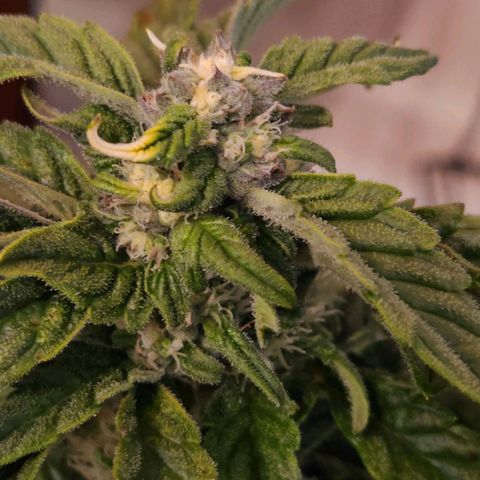 Lost Elephant growlog timeline photo