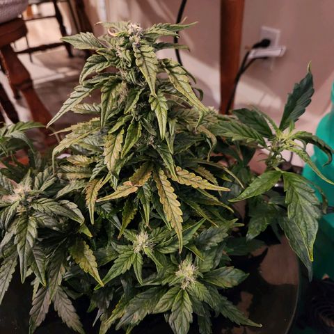 Lost Elephant growlog timeline photo