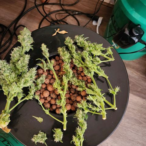 Lost Elephant growlog photo: 34.5 grams wet! I said I'd be happy with an eighth :)
