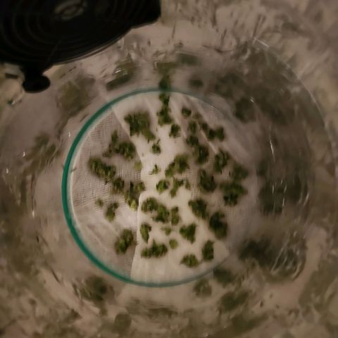 Lost Elephant growlog photo: 34.5 grams wet! I said I'd be happy with an eighth :)