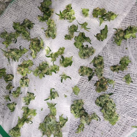 Lost Elephant growlog photo: 34.5 grams wet! I said I'd be happy with an eighth :)