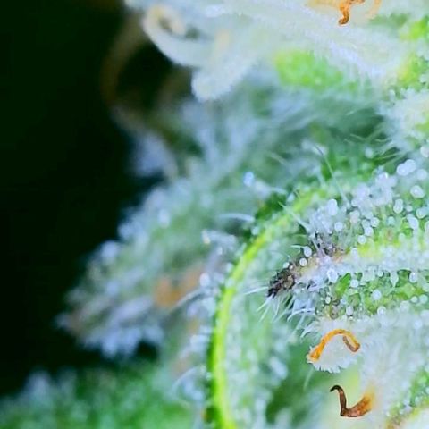 Lost Elephant growlog photo: 34.5 grams wet! I said I'd be happy with an eighth :)