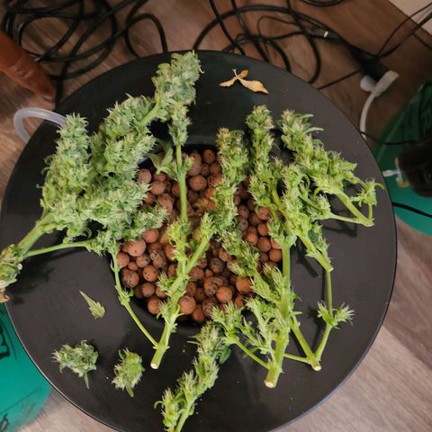 Lost Elephant growlog photo: 34.5 grams wet! I said I'd be happy with an eighth :)