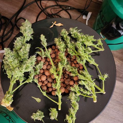 Lost Elephant growlog photo: 34.5 grams wet! I said I'd be happy with an eighth :)