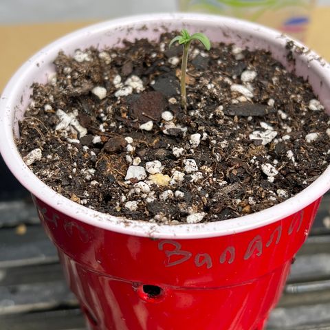 Strawberry Banana Grape growlog timeline photo