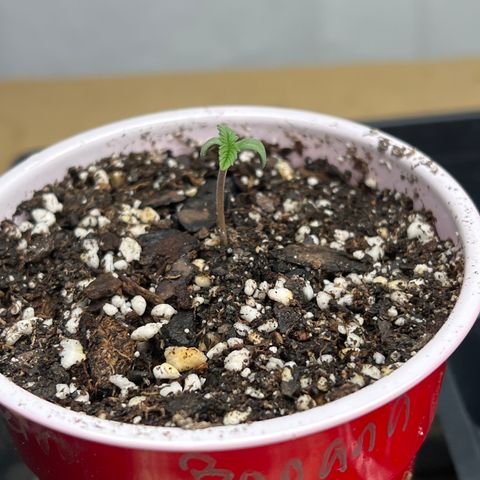 Strawberry Banana Grape growlog timeline photo