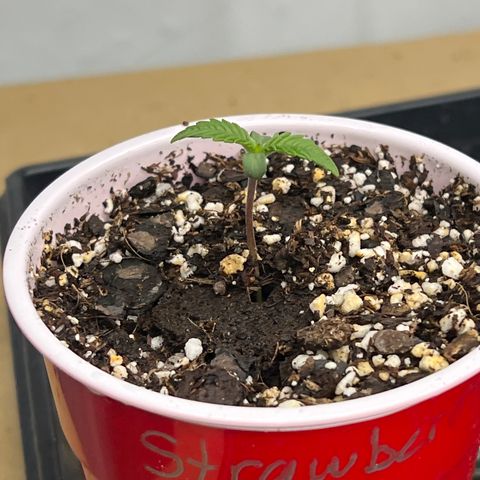 Strawberry Banana Grape growlog timeline photo
