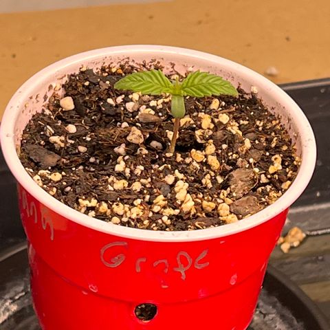 Strawberry Banana Grape growlog timeline photo