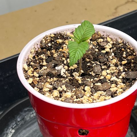 Strawberry Banana Grape growlog timeline photo