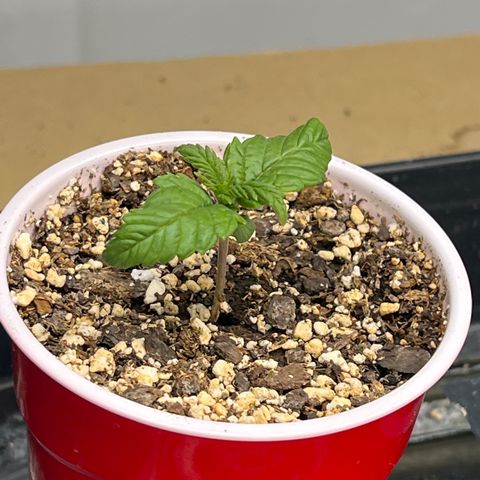 Strawberry Banana Grape growlog timeline photo