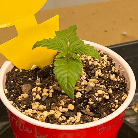 Strawberry Banana Grape growlog timeline photo