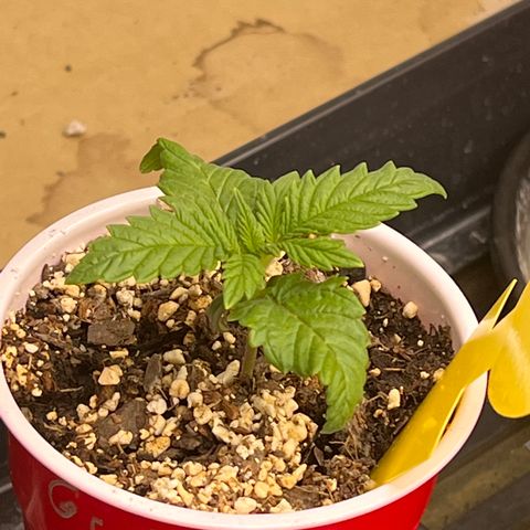 Strawberry Banana Grape growlog timeline photo