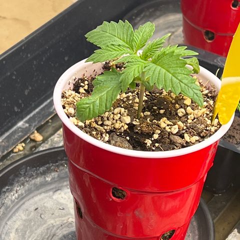 Strawberry Banana Grape growlog timeline photo