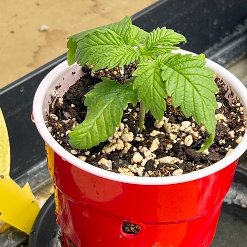 Strawberry Banana Grape growlog timeline photo