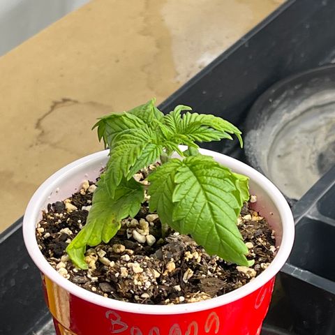 Strawberry Banana Grape growlog timeline photo